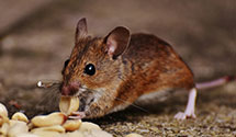 24 Hour & Emergency Exterminators in Philadelphia, PA